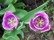 Photo en ligne au meilleur prix Tulips, a top view, close-up.