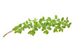 Branch