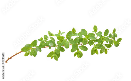 Photo: Branch Branch