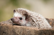 Foto: hedgehog in the wood hedgehog in the wood