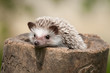 Foto: hedgehog in the wood hedgehog in the wood