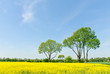 Bäume am Rapsfeld
