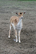 Fallow deer