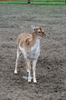 Fallow deer