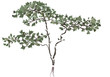 Detaily fotografie mountain tree