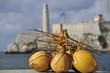 Tropical coconut Tropical coconut