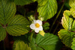 fior di fragola