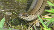 Blindschleiche - Anguis fragilis - züngelnd