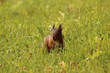 Foto: Bébé écureuil Bébé écureuil