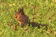 Foto: Bébé écureuil Bébé écureuil