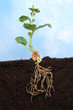 Seedling roots blue sky