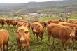 troupeau de vaches de race Limousine