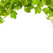 Bunch of green vine leaves Bunch of green vine leaves