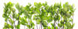 Tree green branches border Tree green branches border