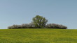 Löwenzahn - Weide - Wallhecke