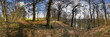 Wald