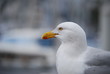 mouette dans un port