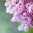Spring Lilac
