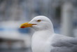 mouette dans un port