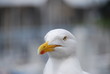 regard de goeland