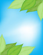 Green and blue nature card