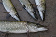 four pikes four pikes