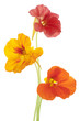 nasturtium