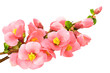 Gentle pink flowers, isolated on white background