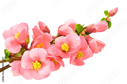 Photo: Gentle pink flowers, isolated on white background Gentle pink flowers, isolated on white background