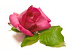 Rosa e foglia - Rose and Leaf Rosa e foglia - Rose and Leaf