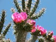 Cholla cactus blooming