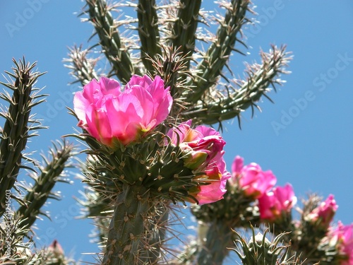 Photo: Cholla cactus blooming Cholla cactus blooming
