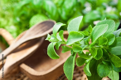 Photo: Stevia Stevia