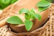 Stevia