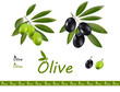 Olive branches