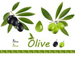 Olive branches set