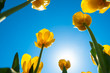 Gelbe Tulpen im Gegenlicht