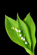 Lily of the Valley