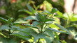 Nettle