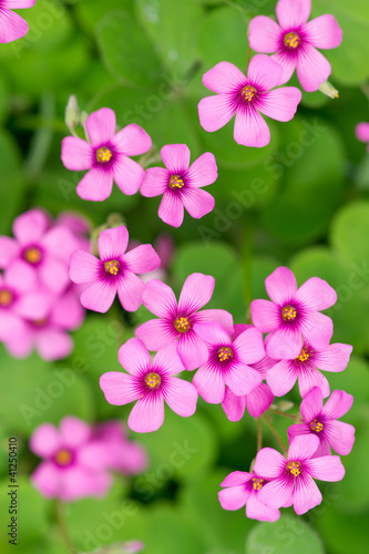 Foto: oxalis blooming oxalis blooming
