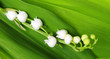 Lily of the Valley