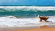 Golden retriever fetching stick on a beach