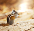 Chipmunk