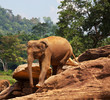 Elephant on Sri Lanka