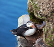 Puffin