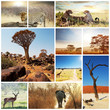 Safari