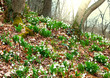Snowdrops