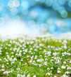 Snowdrops