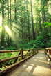 Sunny forest