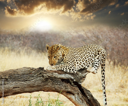 Photo: Leopard Leopard